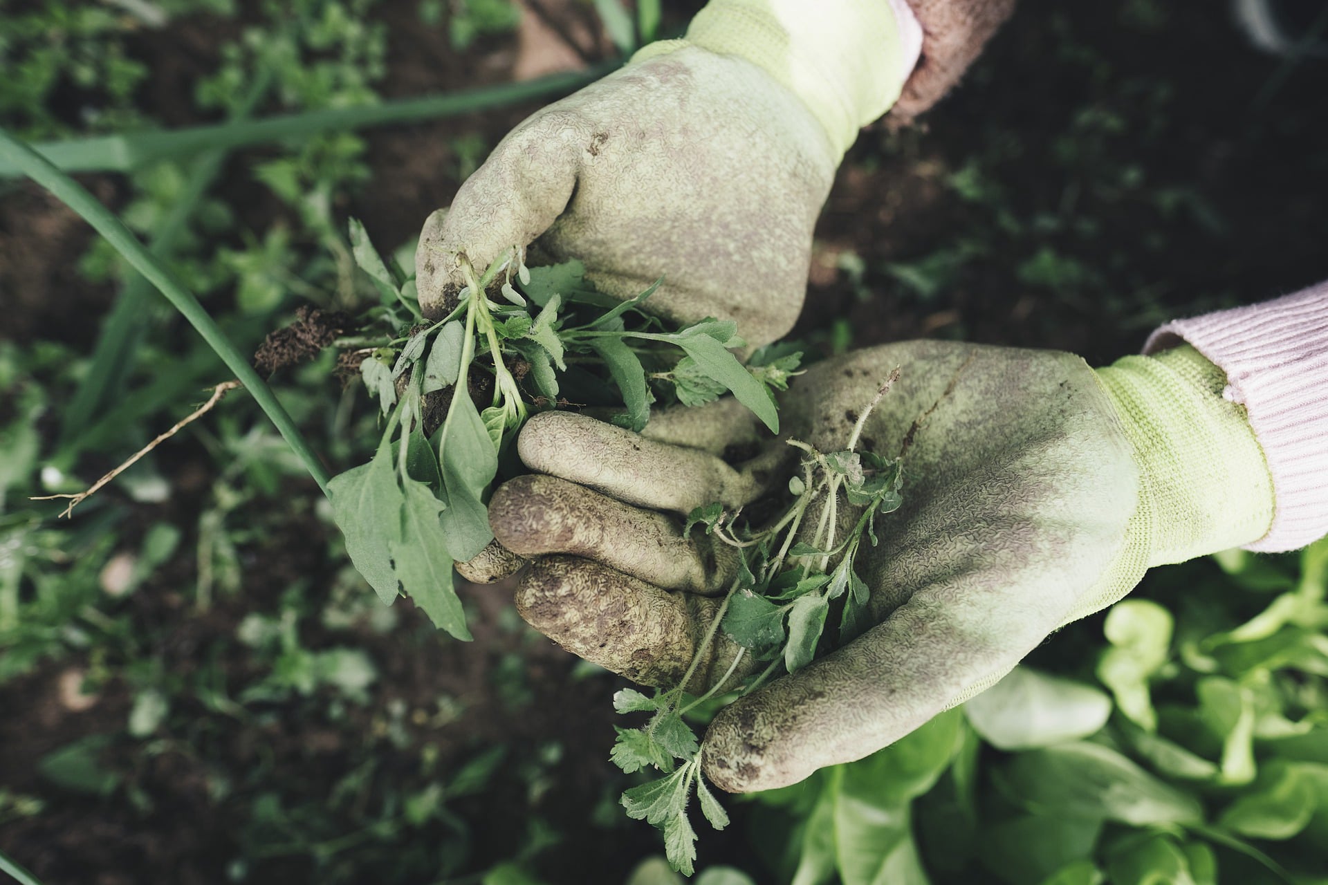 GARDENING SERVICES